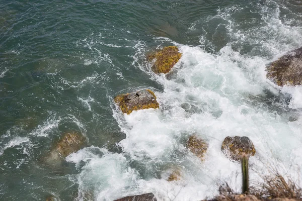 Moss ile ıslak taşlar