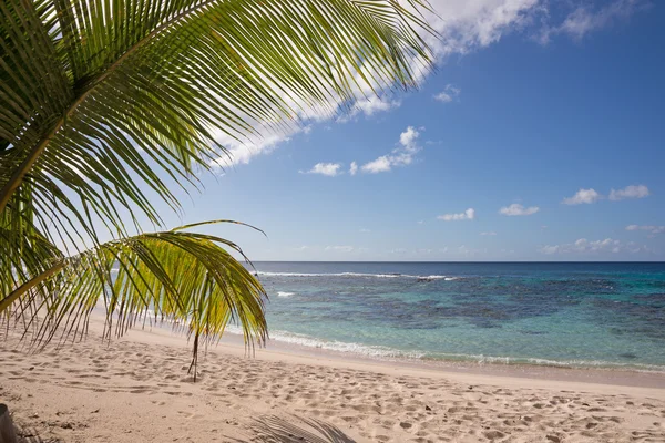 Trópusi strand kókuszpálmával — Stock Fotó