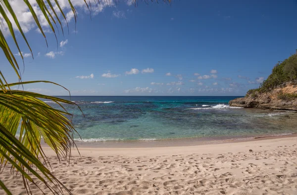 Praia tropical com coqueiro — Fotografia de Stock