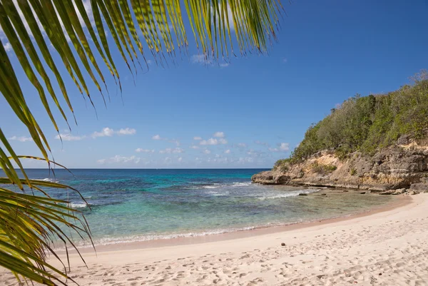 Tropischer Strand mit Kokospalmen — Stockfoto