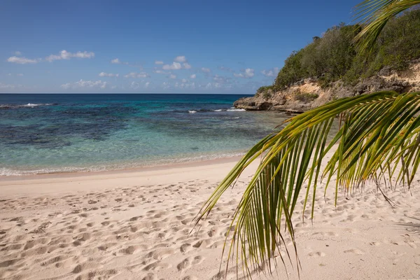 Tropikalna plaża z palmą kokosową — Zdjęcie stockowe