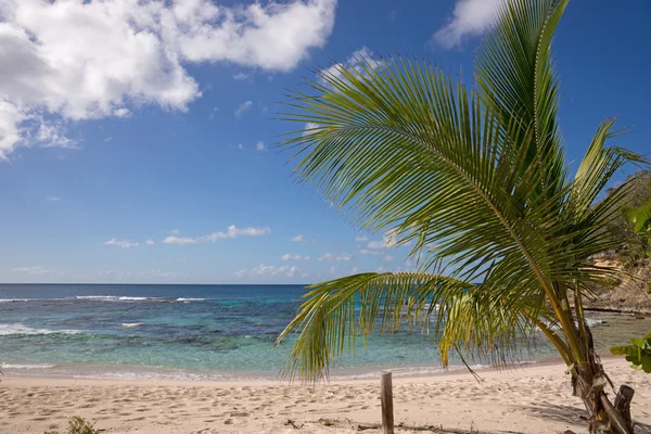 Praia tropical com coqueiro — Fotografia de Stock