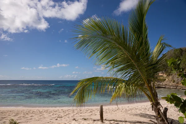Spiaggia tropicale con palma da cocco — Foto Stock