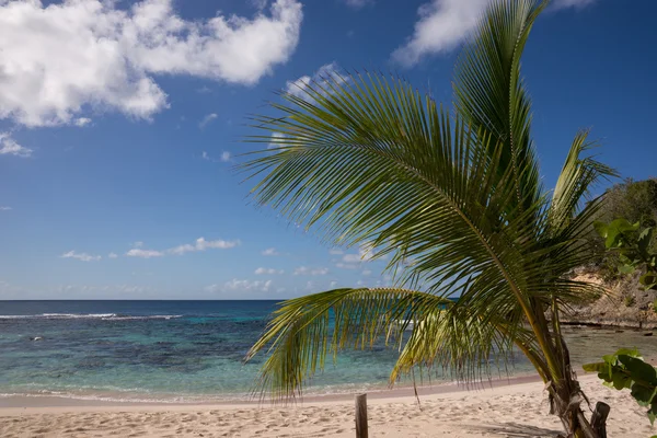 Playa tropical con palma de coco —  Fotos de Stock
