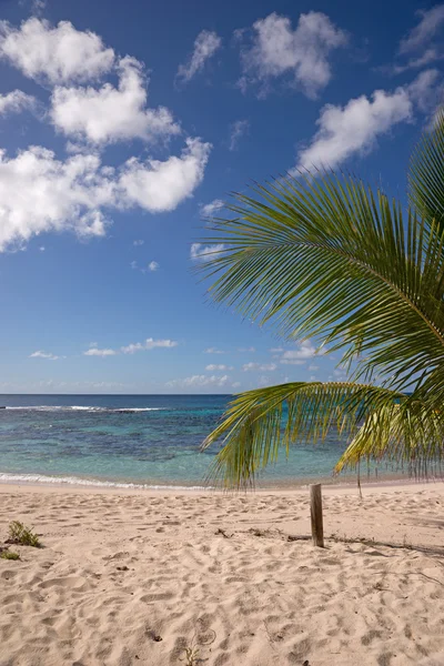 Playa tropical con palma de coco —  Fotos de Stock