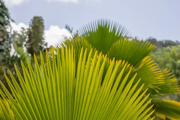 Palm leaves with shadow — Stock Photo, Image