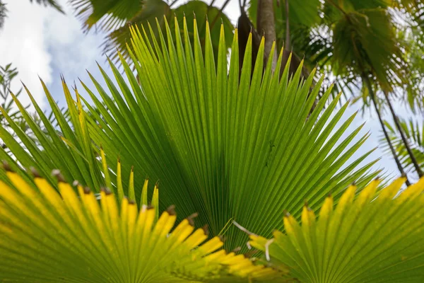 Feuilles de palmier avec ombre — Photo