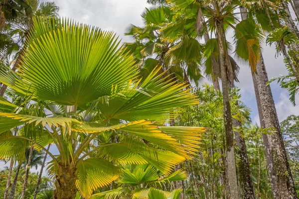 Palmblad med skugga — Stockfoto