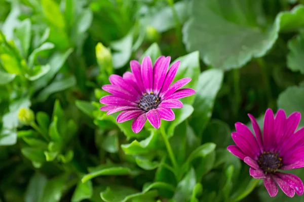 Kapblume — Stockfoto