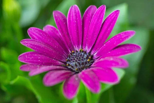 岬のデイジーの花 — ストック写真