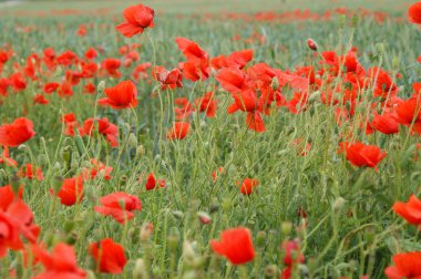 Birçok haşhaş çiçek