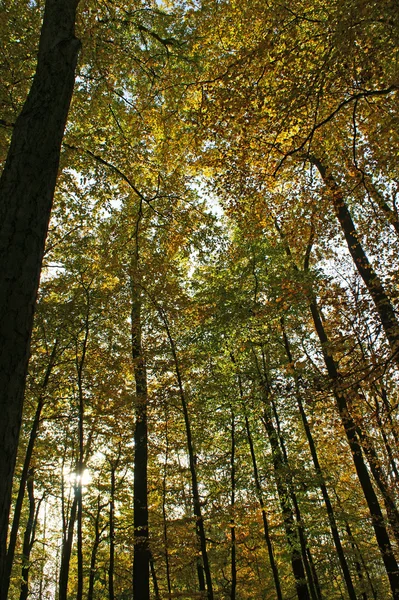 Cores do Outono — Fotografia de Stock