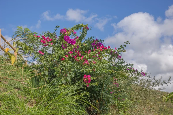 Rosa bougainvillea blommor — Stockfoto