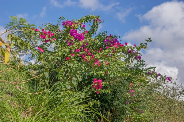 Flores de Bougainvillea rosa — Fotografia de Stock