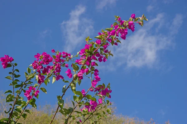 Fiori di Bougainvillea rosa — Foto Stock