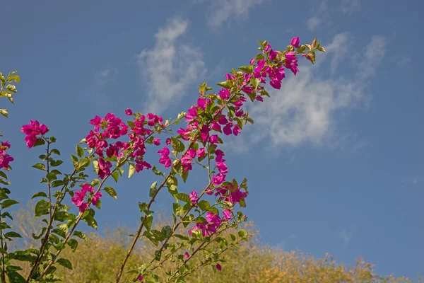 Fiori di Bougainvillea rosa — Foto Stock