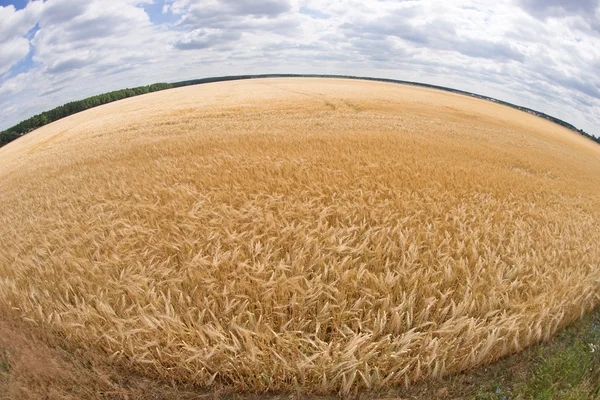 Wheat field on wide perspective — Stock Photo, Image