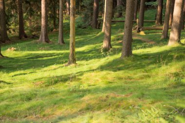 Ağaçlar yeşil çim üzerinde gölge