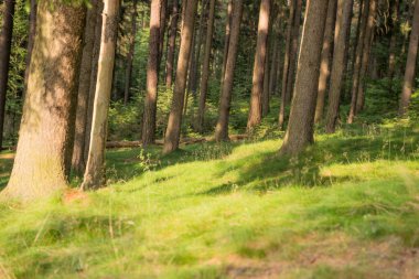 Ağaçlar yeşil çim üzerinde gölge