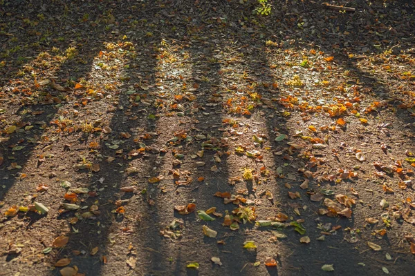 Schatten der Bäume im Wald — Stockfoto