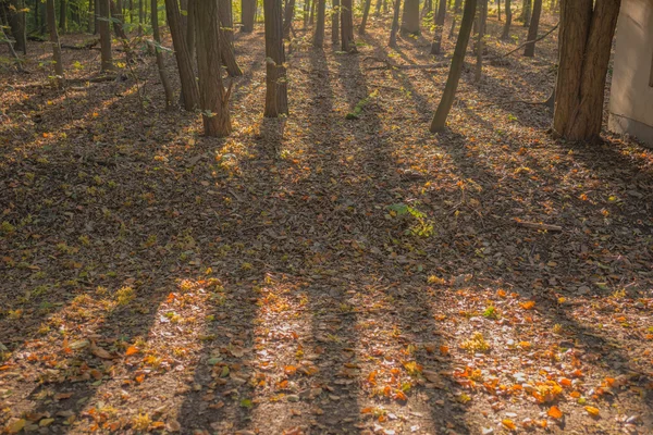 Sombra de árvores na floresta — Fotografia de Stock