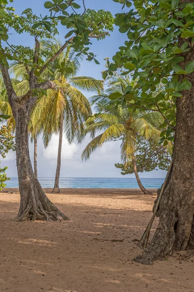 Spiaggia caraibica in Guadalupa — Foto Stock