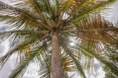 Mavi gökyüzünde palmiye ağaçları