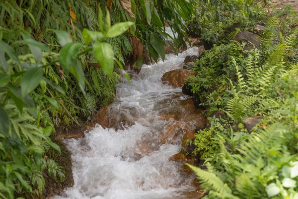 Small river in forest — Stock Photo, Image