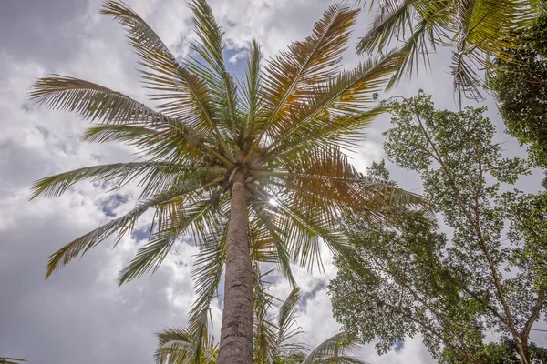 푸른 하늘 위의 야자나무들 — 스톡 사진