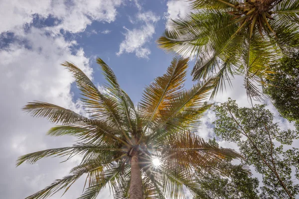 푸른 하늘 위의 야자나무들 — 스톡 사진