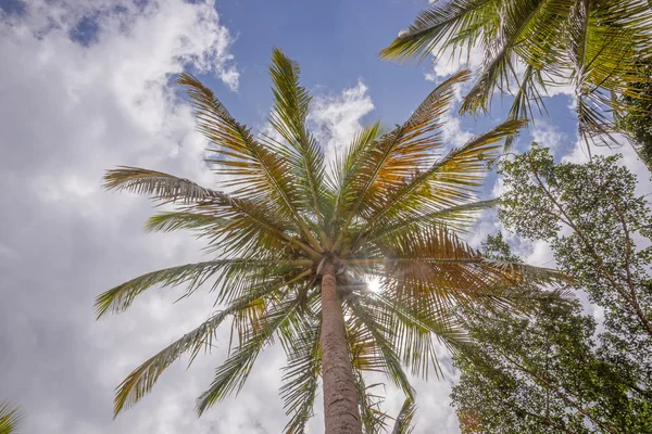 Palmy nad błękitnym niebem — Zdjęcie stockowe