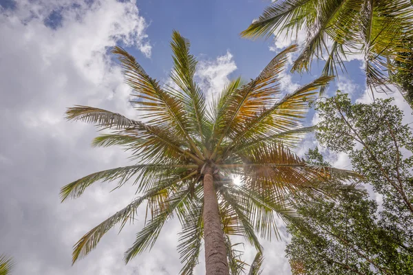 Palmeras sobre el cielo azul — Foto de Stock