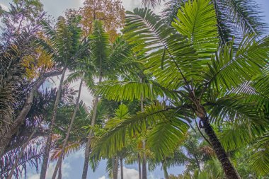 Mavi gökyüzünde palmiye ağaçları