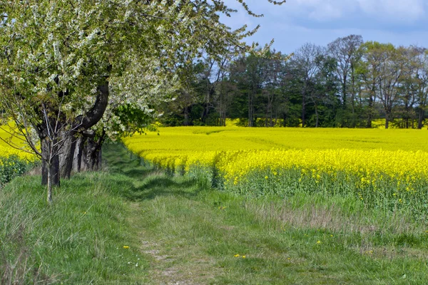 Yellow blooming flowers rapeseed field — Stock Photo, Image