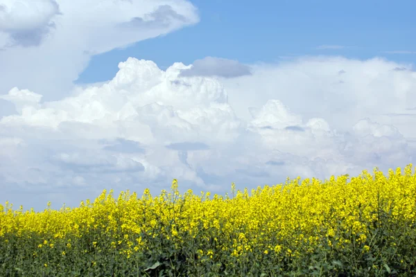 Yellow blooming flowers rapeseed field — Stock Photo, Image