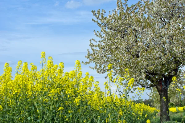 Gelb blühende Blumen Rapsfeld — Stockfoto