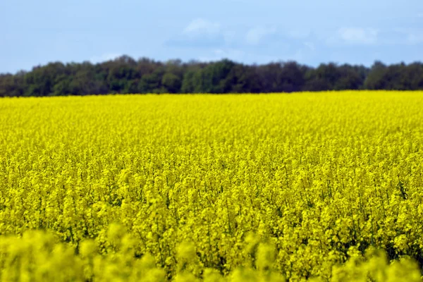 Yellow blooming flowers rapeseed field — Stock Photo, Image