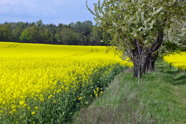 Geel bloeiende bloemen koolzaad veld — Stockfoto