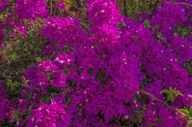 Bougainvillea çiçek Martinique