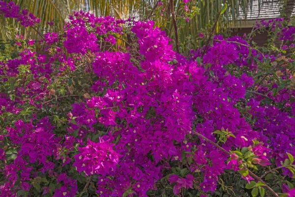 Bougainvillea fleur de Martinique — Photo