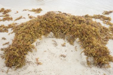 Sahilde kahverengi yosun