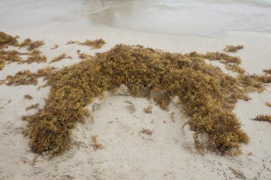 Sahilde kahverengi yosun