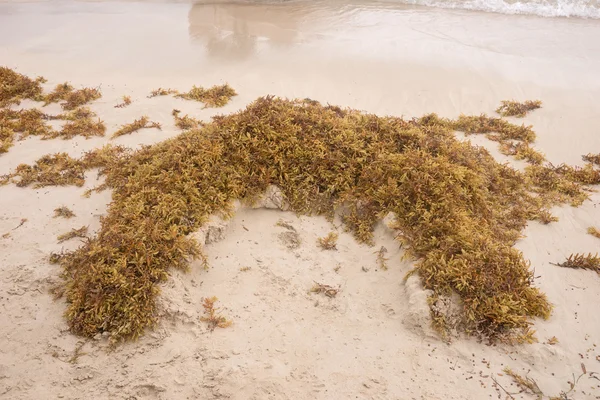 Algas marrones en la playa —  Fotos de Stock