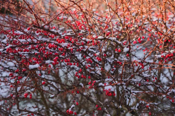 雪覆盖着的红色浆果 — 图库照片