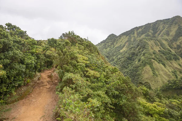 Caminhada na floresta tropical de Dominica — Fotografia de Stock