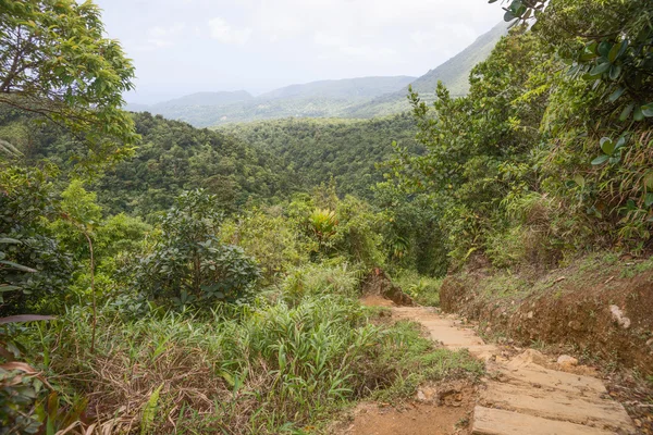 Похід в тропічному лісі Домініки — стокове фото