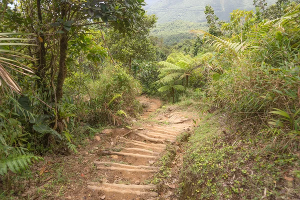 Randonnée dans la forêt tropicale de Dominique — Photo