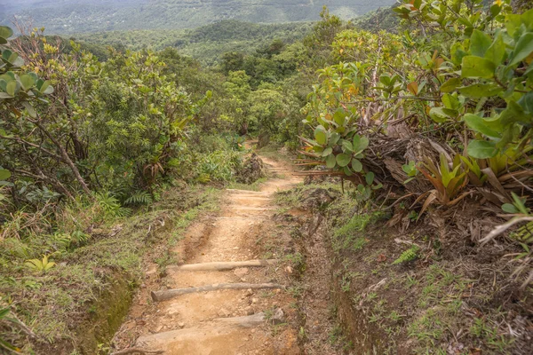 Escursione nella foresta pluviale della Dominica — Foto Stock