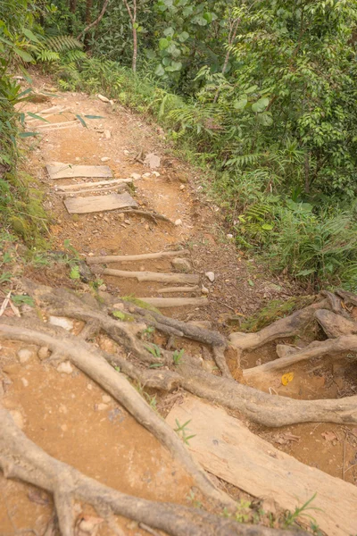 Vandra i regnskogen i Dominica — Stockfoto