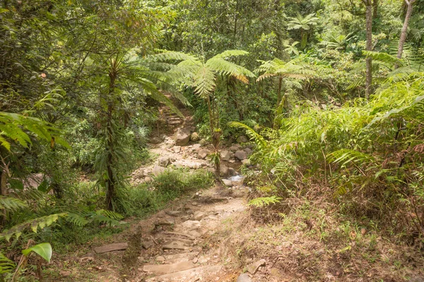 Escursione nella foresta pluviale della Dominica — Foto Stock